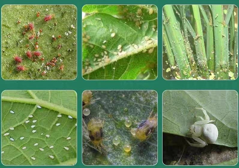 abamectin pest control abamectin pest control